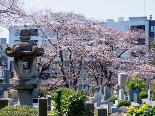 桜が咲く墓地